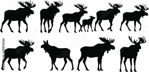 Moose silhouettes with antlers, wildlife poses, calf and adult figures, forest animal vector illustration design for outdoor themes