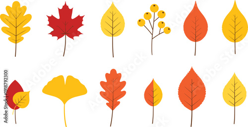 Autumn leaves set with colorful fall foliage, maple leaf, oak leaf, ginkgo and yellow berries isolated on white background.