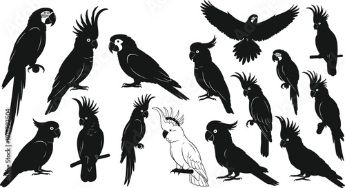 Parrot silhouette vector illustration, cockatoo bird artwork, tropical avian design composition, exotic wildlife emblem, creative black silhouette art