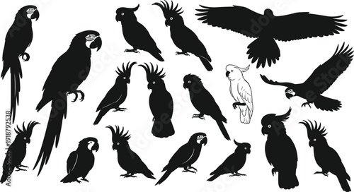 Parrot and cockatoo silhouette vector illustration, exotic bird artwork, tropical wildlife design, creative composition, black and white art