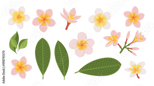 A beautiful collection of delicate pink and yellow plumeria flowers, buds, and vibrant green leaves, perfect for tropical design elements.