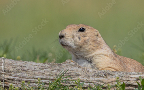 Tableau sur toile Prairie dog in Theodore Roosevelt National Park, North Dakota