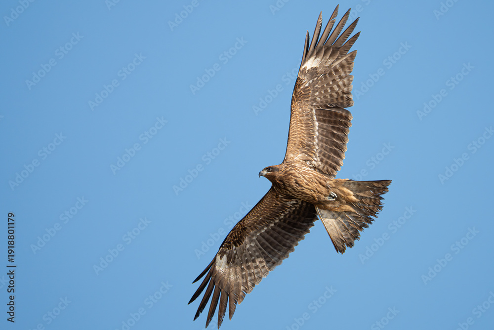 Obraz premium 空を飛ぶトビ 