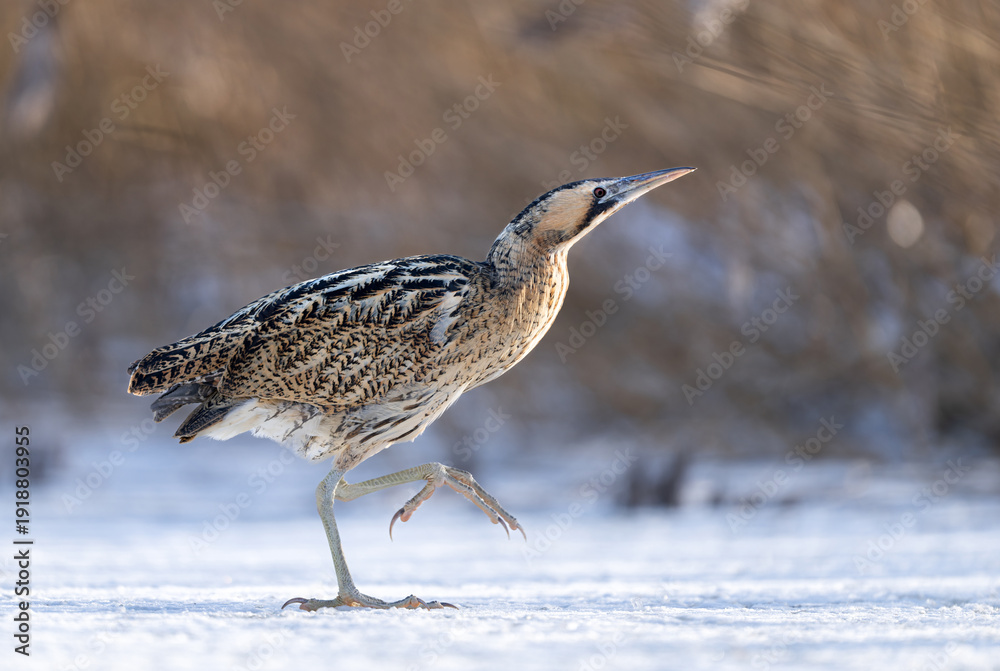 custom made wallpaper toronto digitalGreat bittern bird ( Botaurus stellaris ) close up