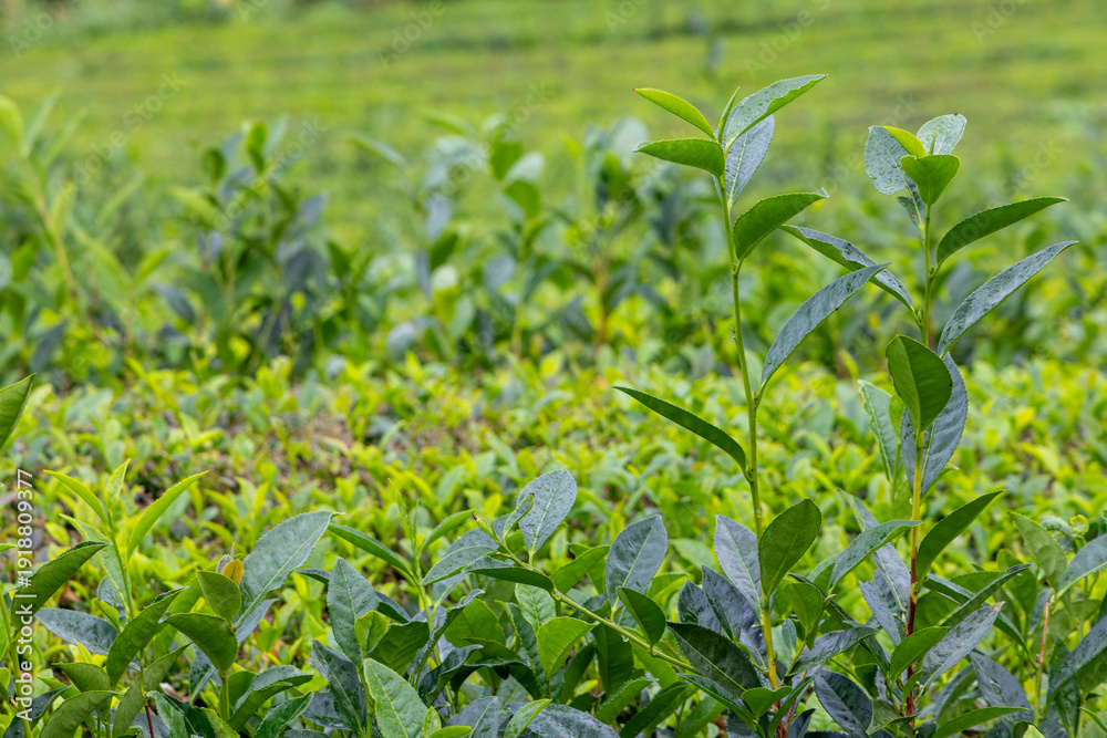 Naklejka premium A field of green tea camellia sinensis plants with some leaves that are wet in Sao Miguel, Azores
