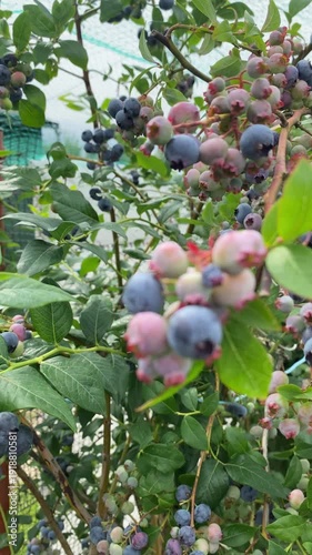 Close-up of ripe and unripe blueberries hanging in clusters on bush with green leaves in summer garden, selective focus. Organic berry harvest, healthy eating and natural agriculture. Vertical video.