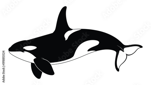 A striking black and white silhouette of an orca swimming gracefully