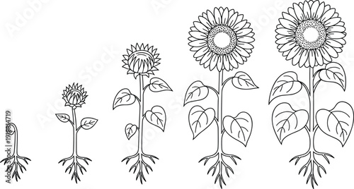 Sunflower growth stages line art vector illustration, plant life cycle from seed sprout to blooming flower botanical outline