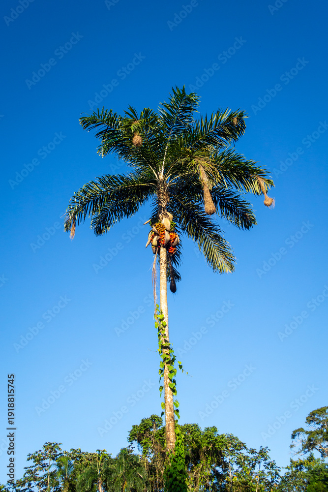 Obraz premium Tall palm trees in the Cuyabeno reserve, Ecuador