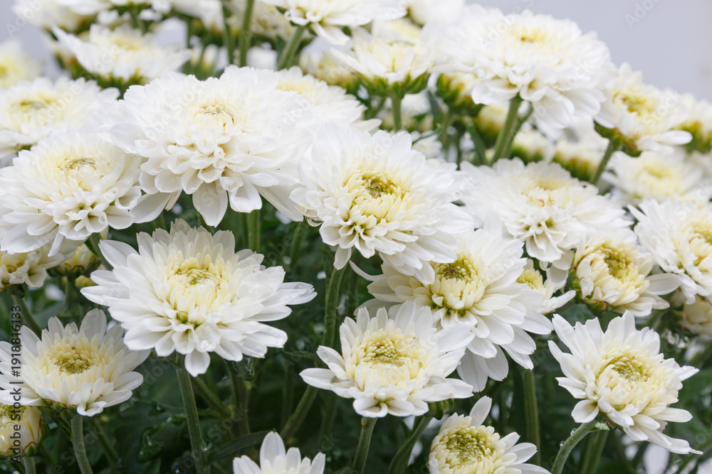 Fototapeta premium Beautiful white chrysanthemums on a white background.