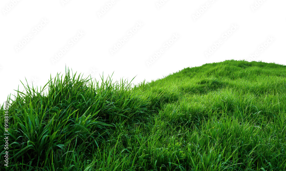 Fototapeta premium Dew Covered Green Grass Hill With Morning Light Glowing On Blades droplets, Isolated, Png Transparent Background