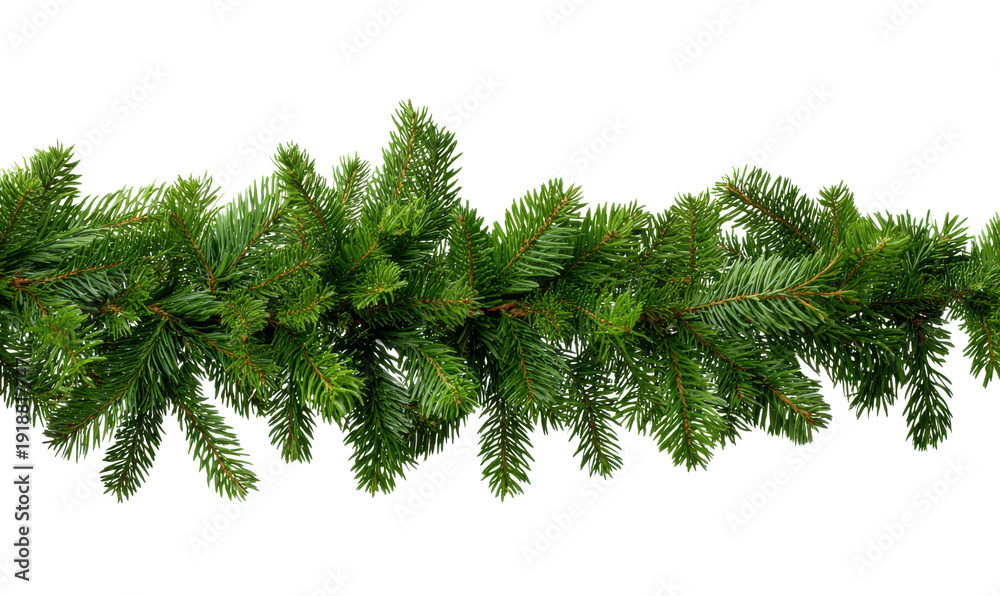 Obraz premium Close Up Fresh Green Conifer Branch with Soft Needles Against Black Background pine evergreen, Isolated, Png Transparent Background