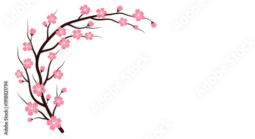 cherry blossom branch with pink flowers on white background