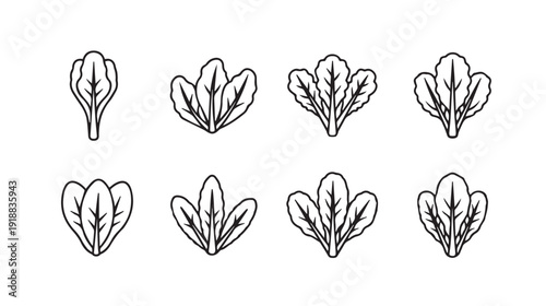 Leafy Greens Icons Set Various Salad Leaves Simple Line Art