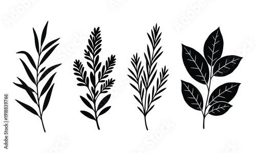 Black and white illustration of four different plant species