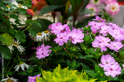 Close-up shot of a vibrant pink New Guinea Impatiens (Impatiens hawkeri) with glistening raindrops on its petals.