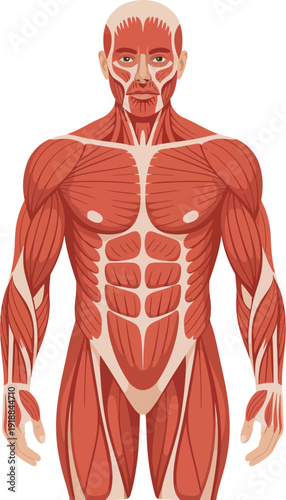 Human Anatomy Muscular System Illustration Detailed Muscle Fibers and Torso Medical Science Vector Graphic