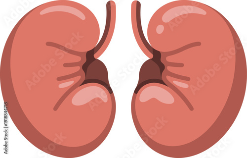 Human Kidneys Pair Health Anatomy Medical Vector Illustration