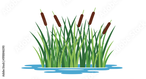 Group of green cattail plants with brown heads growing in a small pool of blue water on a white background.