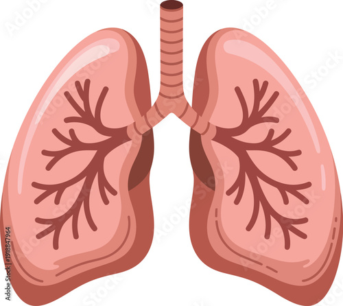 Human Lungs Anatomy Vector Illustration with Bronchial Tree Branching Medical Symbol