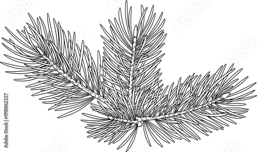 Pine branch line art vector, evergreen needle botanical illustration, hand drawn nature outline, forest plant sketch, flat vector illustration