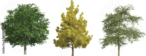 Realistic green and autumn trees collection, detailed deciduous forest plants isolated on white background, nature flat vector illustration