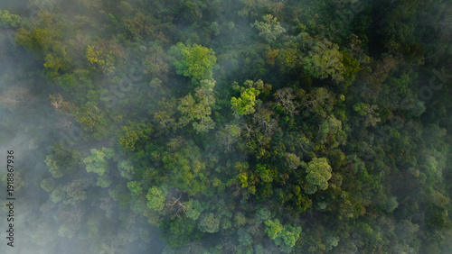 Aerial top down view of green forest canopy texture with thin mist.