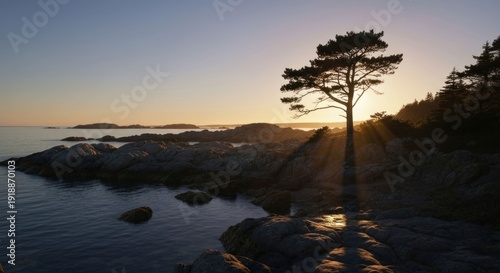 Rocky shore, tree silhouetted by setting sun