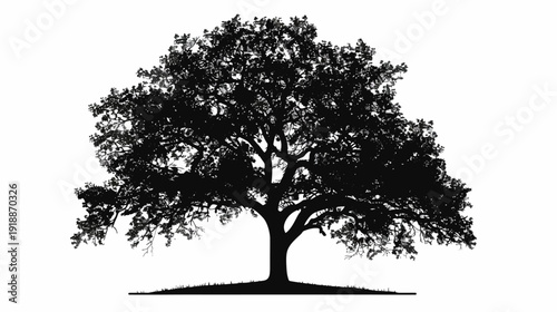 Silhouette of a majestic oak tree isolated on white background for design
