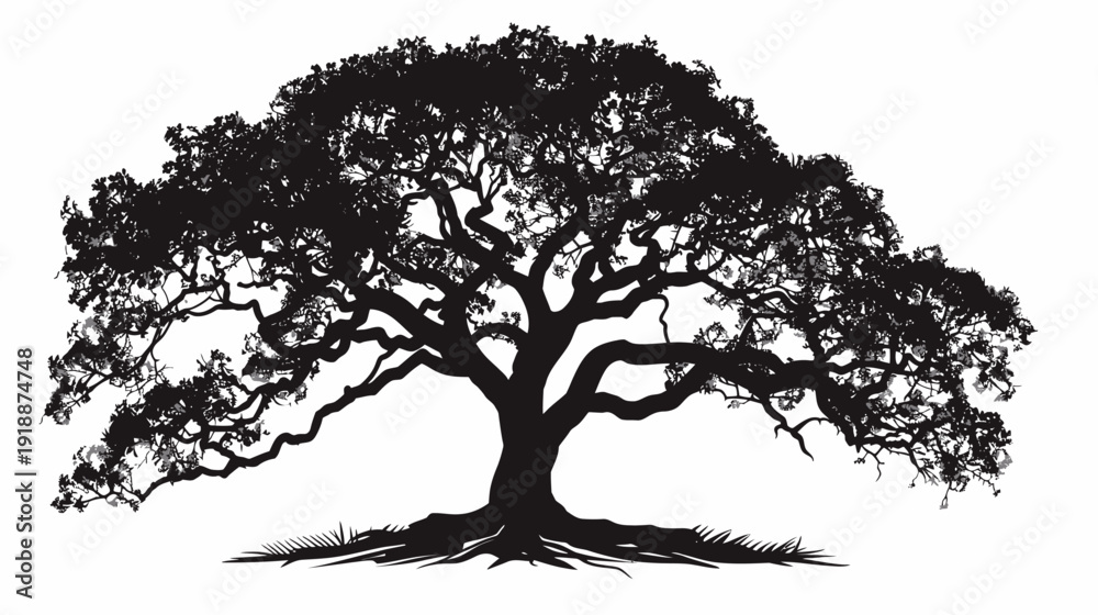 Obraz premium Silhouette of a majestic oak tree with spreading branches against white
