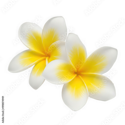 Beautiful white and yellow plumeria flowers isolated on transparent background, PNG