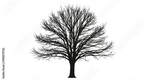 Silhouette of a tree against white backdrop symbolizing nature and solitude