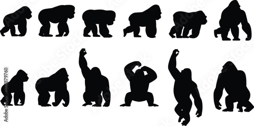 Gorilla silhouettes set with walking, standing and roaring poses isolated on white background, wild primate animal vector illustration collection