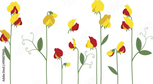Collection of Yellow and Red Sweet Pea Flowers with Green Stems and Tendrils