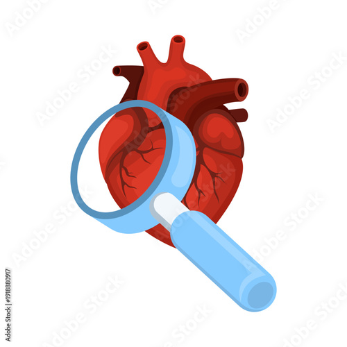 Flat vector of human heart under a magnifying glass, illustrating heart health check, medical diagnostics, cardiology, and anatomy examination on white background.