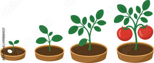 Tomato plant growth stages in pots showing seedling development to mature plant with ripe tomatoes, gardening and agriculture concept, flat vector illustration isolated.