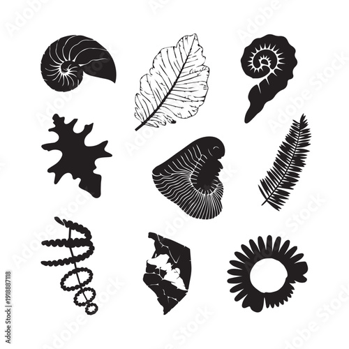 Collection of black and white fossil and natural elements, showcasing ancient shells, leaves, and various organic forms
