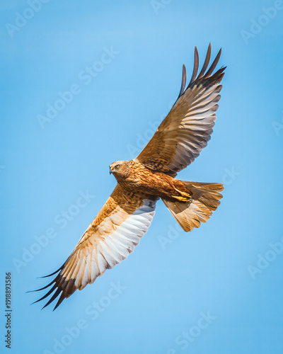 Fotografija Western marsh harrier soaring against blue sky
