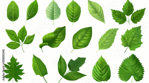 Variety of green leaves isolated on white botanical study vector illustration