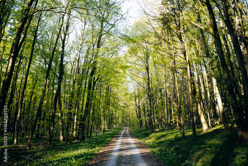 Fototapeta premium Lush green forest with sunbeams shining through trees in bright backlit setting