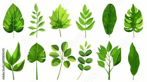 Various green leaf illustrations for nature and botanical themed designs
