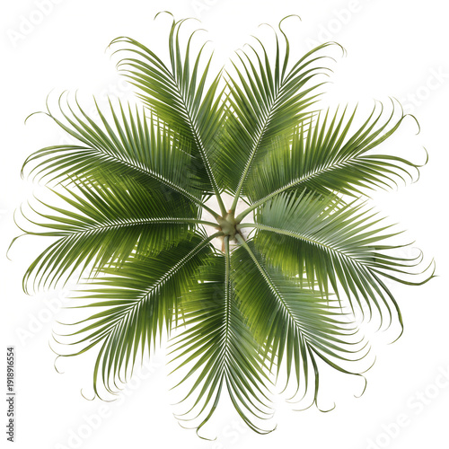palm tree isolated on white