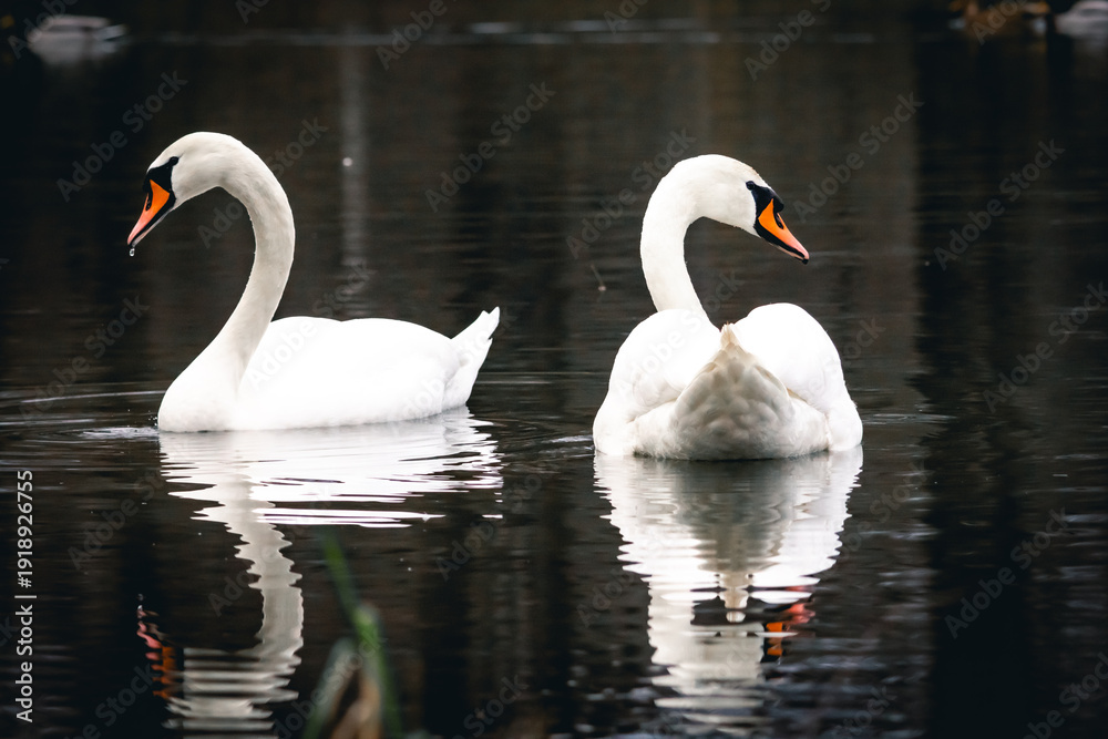 Naklejka premium Two mute swans float back to back in tranquil water. Their snowy forms and subtle reflections suggest patience and balance as they rest together in a peaceful corner of the pond.