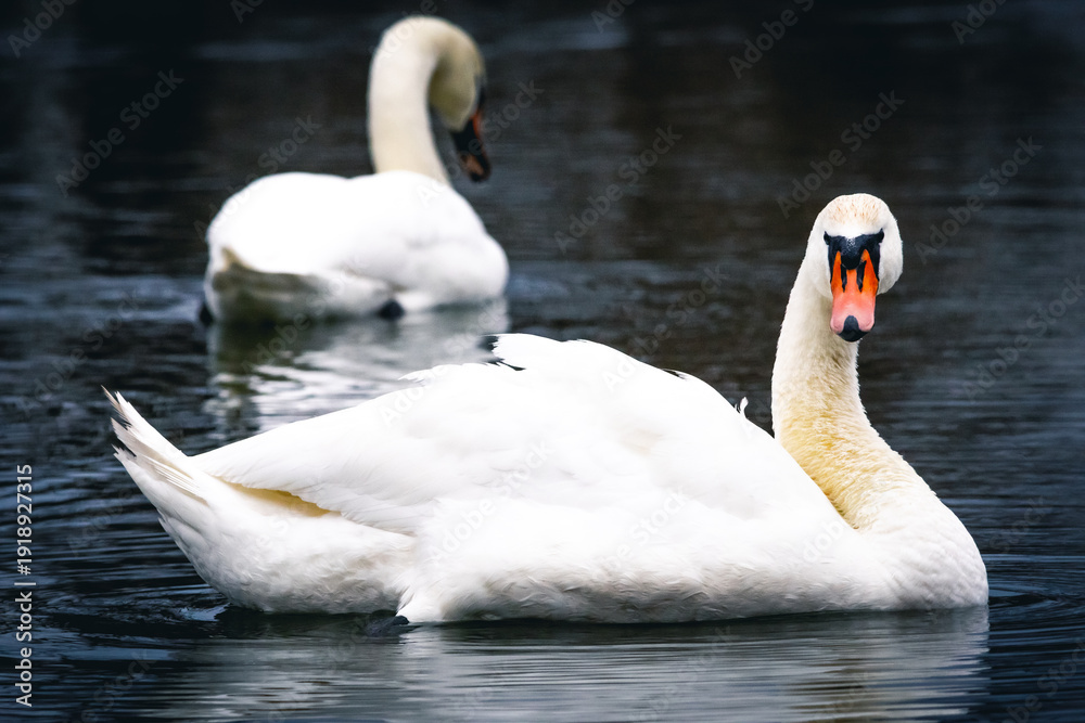 Fototapeta premium One swan looks forward with bold gaze as another drifts behind on the pond. Pale forms float through dark water and the moment hints at rank and territory within a peaceful gathering
