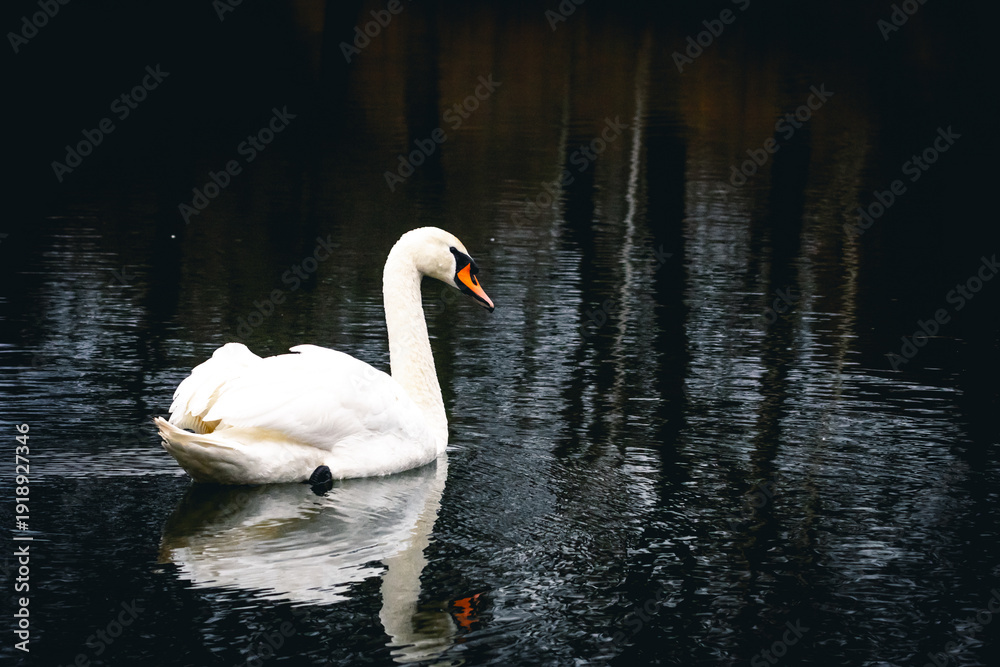 Naklejka premium A lone swan slides across shaded water and its white shape paints a wavering reflection. The shoreline fades to deep tone and the bird moves with unhurried calm under tall trees