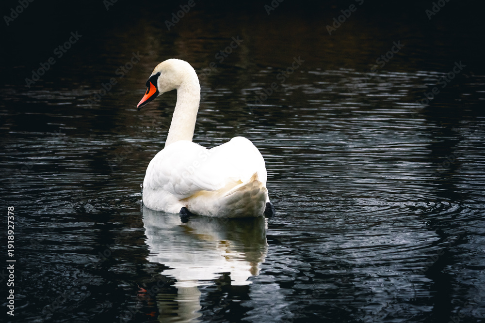 Naklejka premium Elegant swan turns away while floating through faint rings on a black pool. The posture suggests quiet travel and the white back holds a soft glow against the moody water around