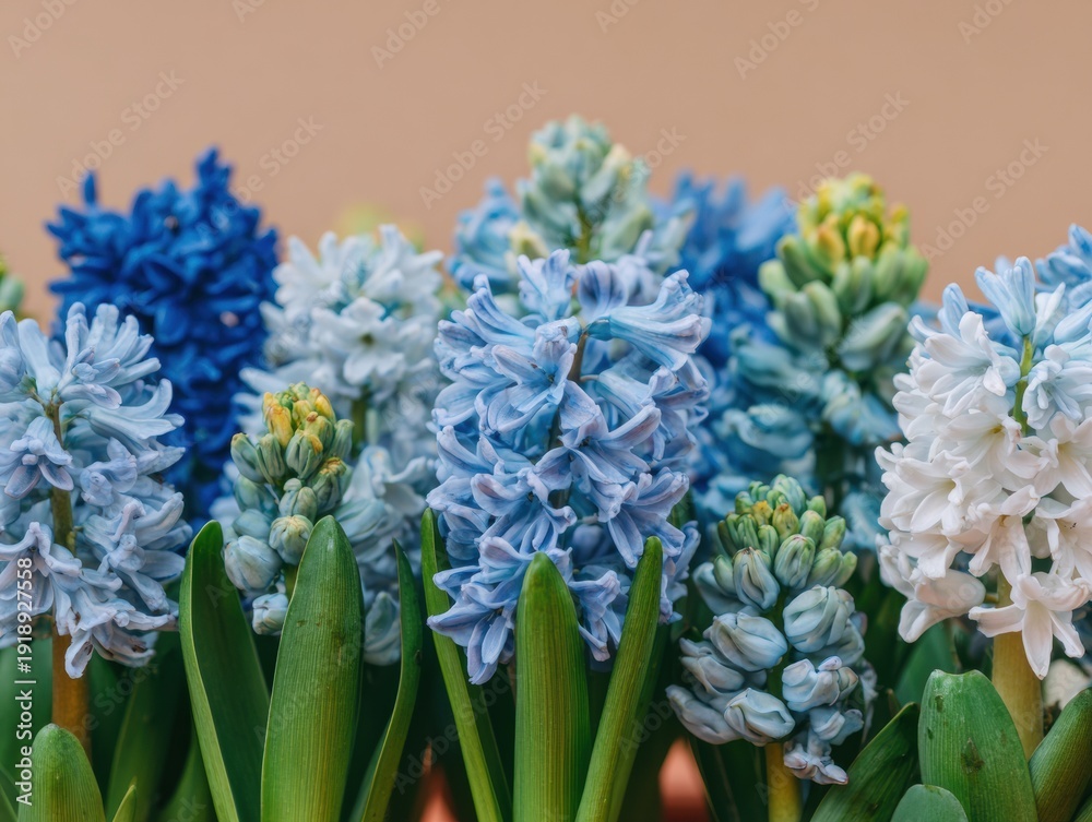 Fototapeta premium Vibrant Hyacinth Flower Bed with Sky Blue and Pale Sage Blooms in Spring Garden, Botanical Background for Seasonal Easter Decoration and Floral Greeting Cards