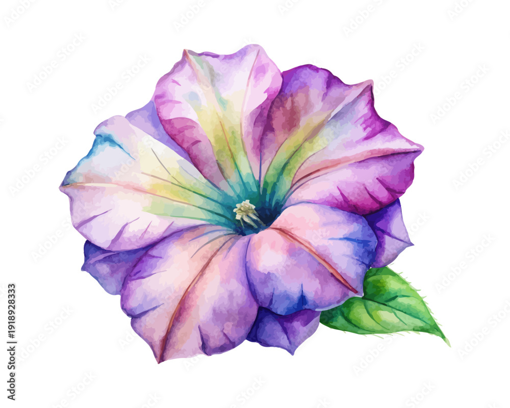 Naklejka premium Watercolor Petunia Blossom, Bright Summer Botanical Vector Isolated on White