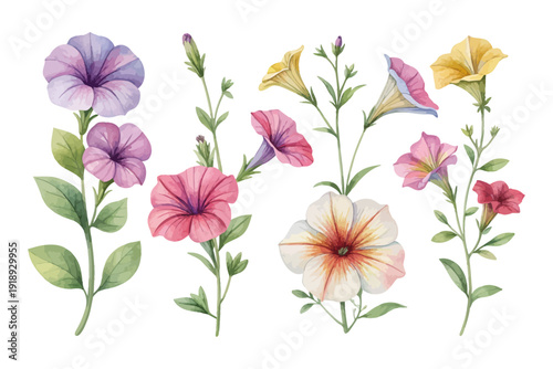 set of Watercolor Petunia Flower Clipart, Colorful Floral Art, vector illustration isolated on white background