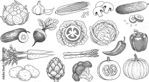 Hand drawn vegetable set with cabbage carrot corn pepper pumpkin and organic farm produce illustration